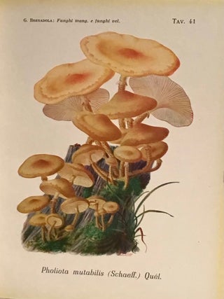 Funghi mangerecci e funghi velenosi: guida pratica per il loro riconoscimento con 61 figure nel testo e 67 tavole originali a colori