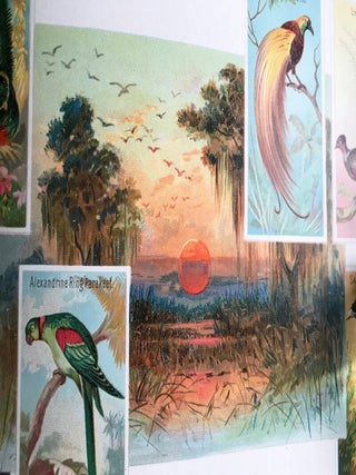 Birds of the Tropics