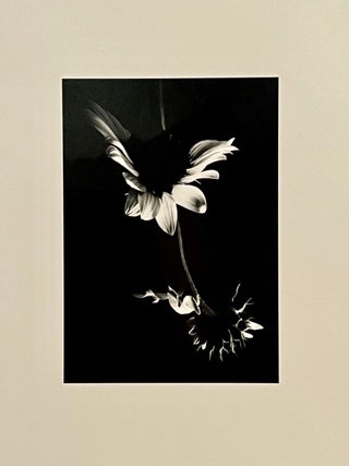 Sunflower (SIGNED)