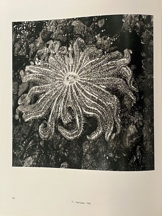 Edward Weston: A Legacy